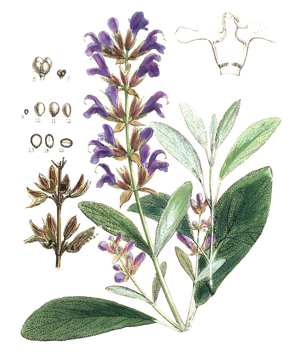 nossas fragr�ncias